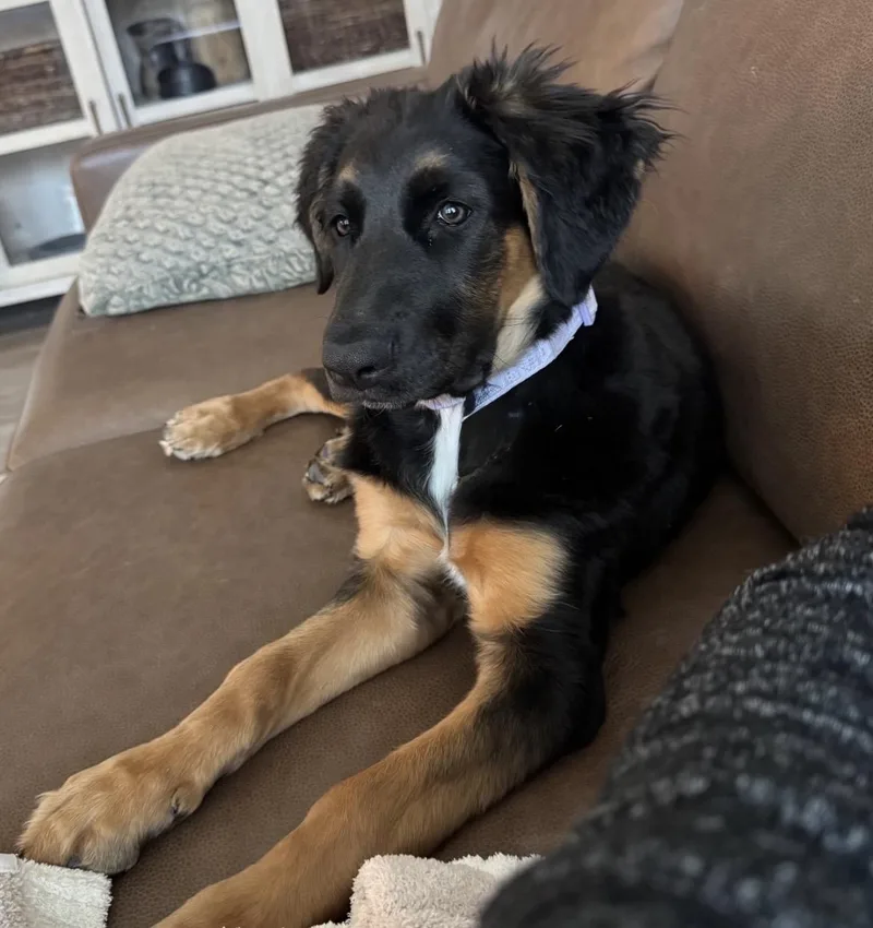 A baby medium-sized female German Shepherd Dog dog named Posey for adoption in Palm desert, CA