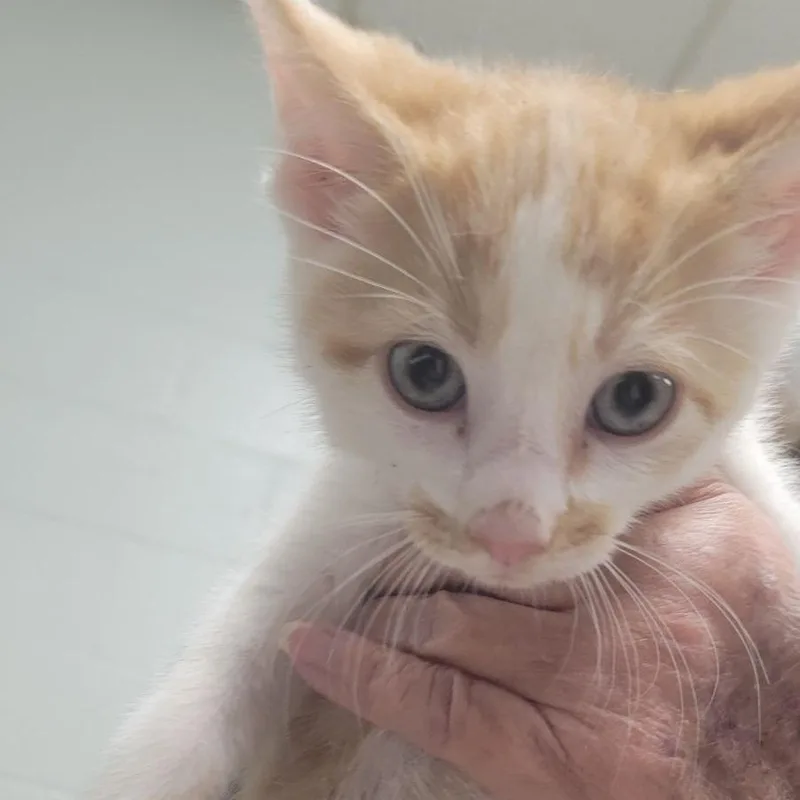 A baby small-sized male Orange / Red Domestic Short Hair cat named Thimblec for adoption in East Saint Louis, IL