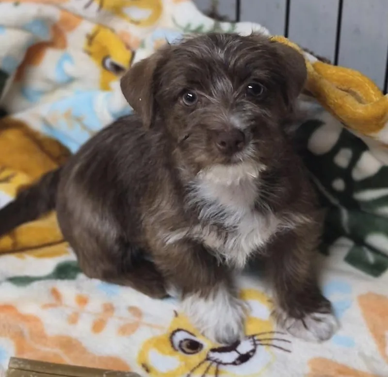 A baby small-sized male Brown / Chocolate Miniature Schnauzer dog named Gizmo for adoption in Los Angeles, CA