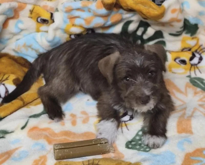 Gizmo thumbnail 2