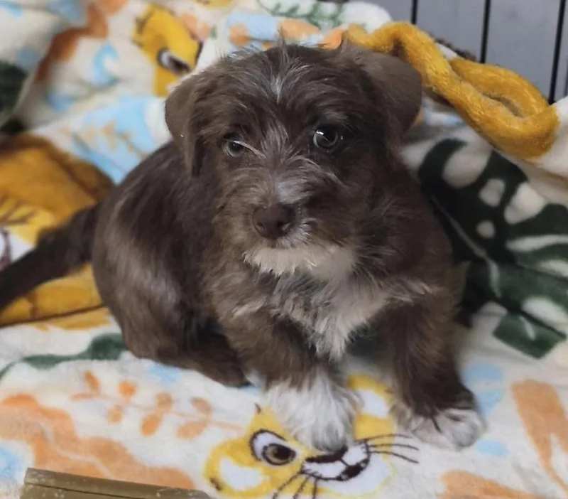Gizmo thumbnail 3