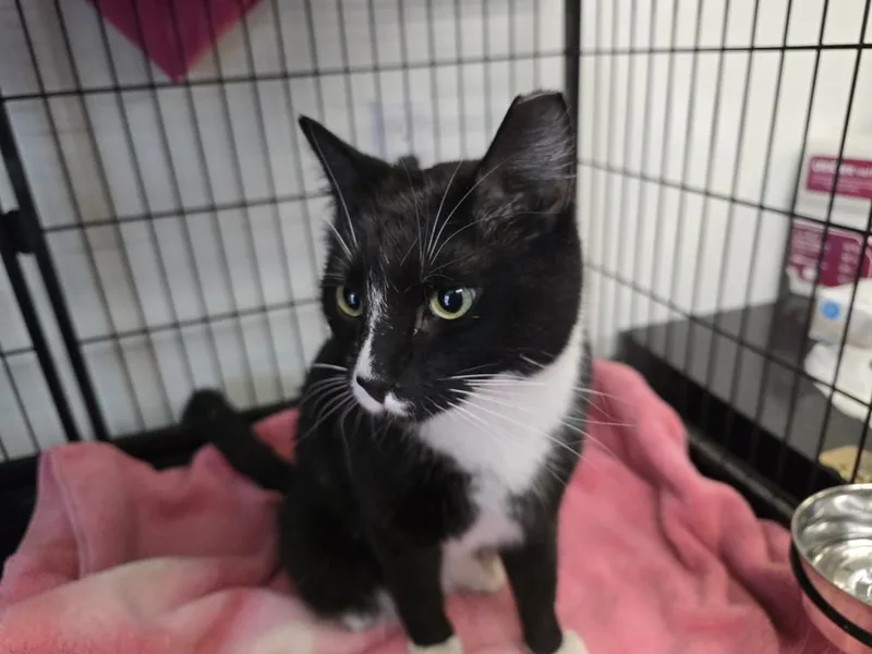 An adult large-sized male Black & White / Tuxedo Domestic Short Hair cat named Charles for adoption in Southbury, CT