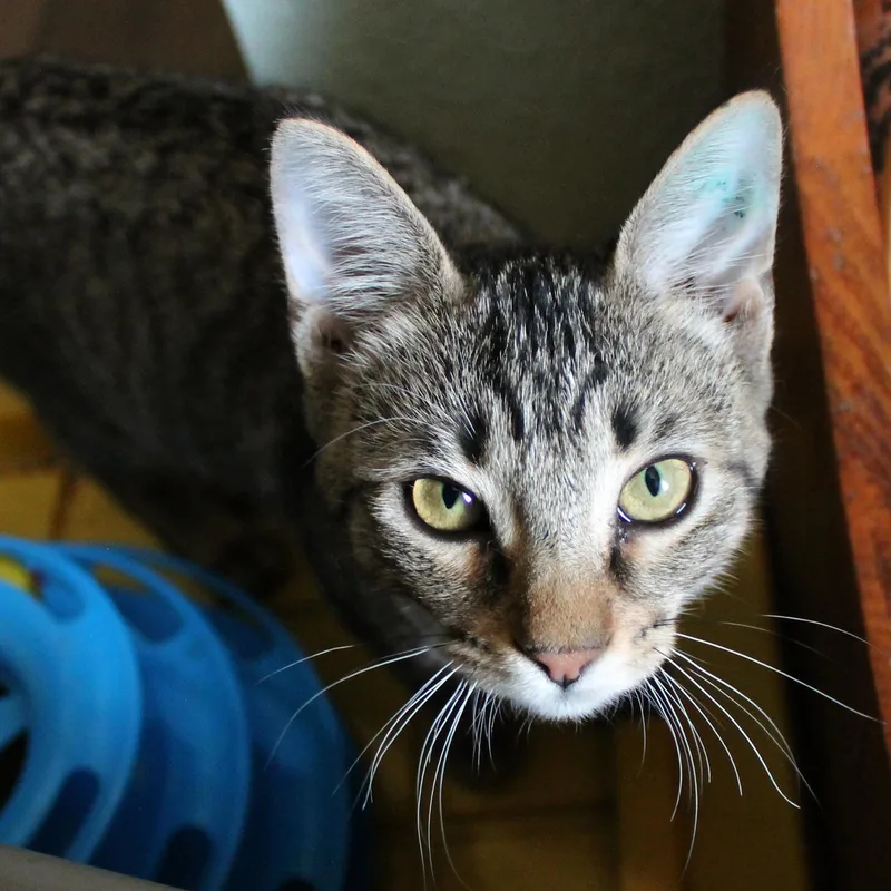 A baby medium-sized female Tabby (Brown / Chocolate) Domestic Short Hair cat named Penelope for adoption in Guthrie, OK