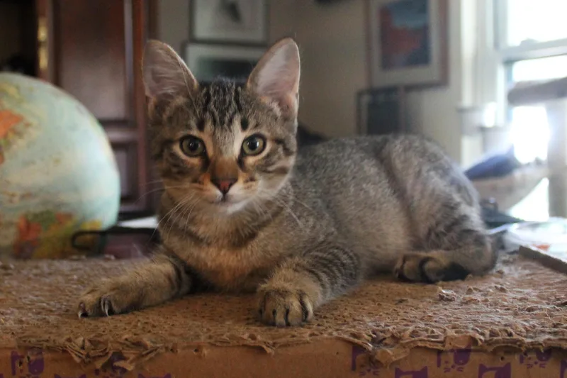Penelope thumbnail 2