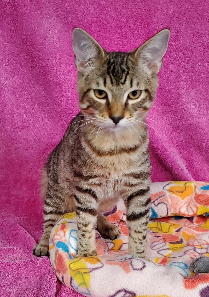A young large-sized male Domestic Short Hair cat named Brody for adoption in Greenville, IL