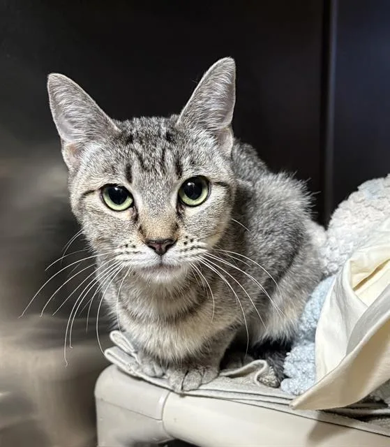 An adult small-sized female Domestic Short Hair cat named Emerald for adoption in Las Vegas, NV