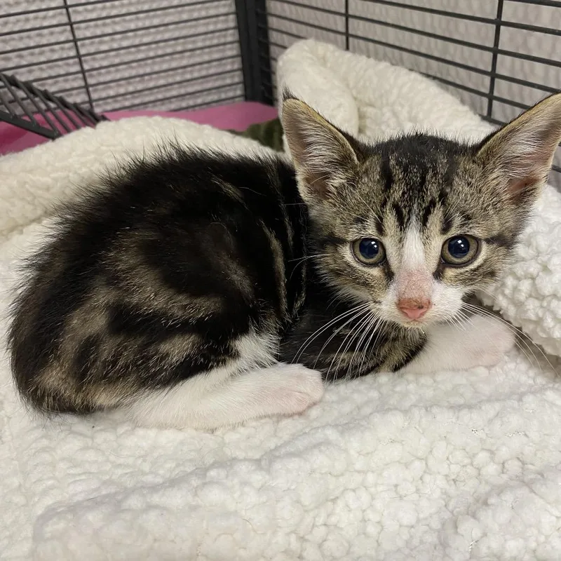 A baby small-sized male Brown / Chocolate Domestic Short Hair cat named Magnet for adoption in Norfolk, NE
