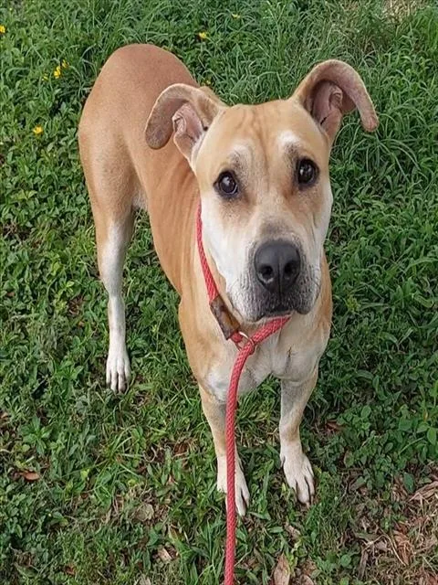 A young large-sized female American Staffordshire Terrier dog named June for adoption in Fort Lauderdale, FL