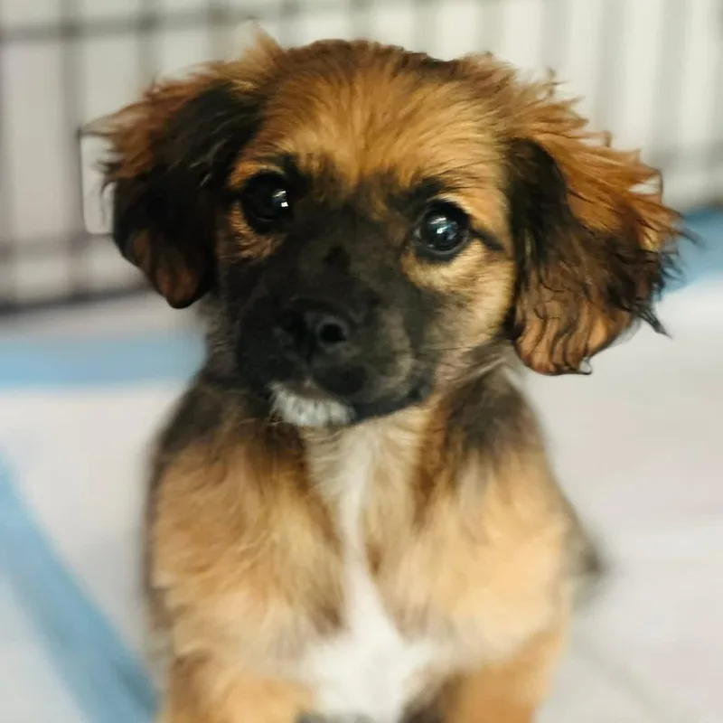 A baby small-sized male Brown / Chocolate Chihuahua dog named Wubbzy for adoption in Sonoma, CA