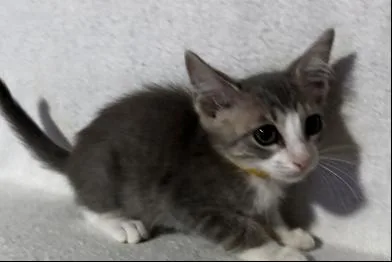Elvis thumbnail 4