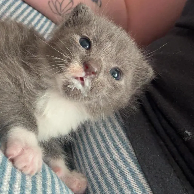 A baby small-sized male Gray / Blue / Silver Domestic Short Hair cat named Luke for adoption in Chillicothe, IL