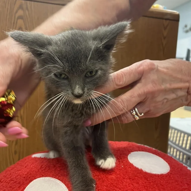 A baby small-sized female Gray / Blue / Silver Domestic Short Hair cat named Carlita for adoption in Greensboro, GA