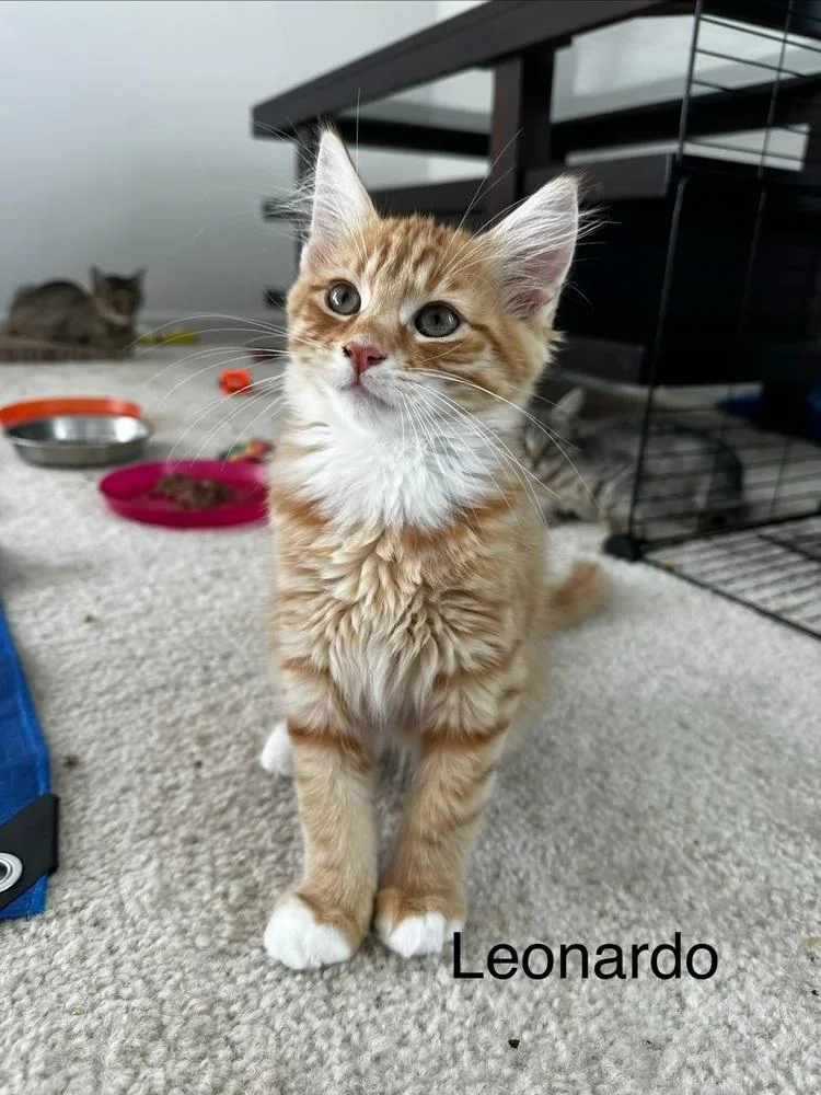 Leonardo