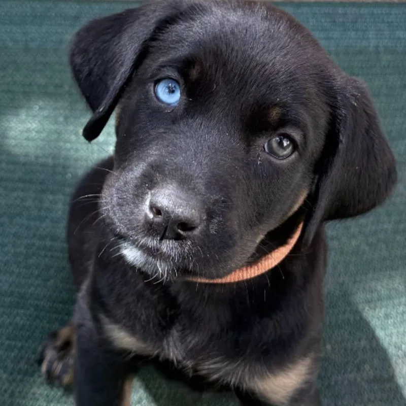 A baby medium-sized female Black Labrador Retriever dog named Aria for adoption in Agua Dulce, CA