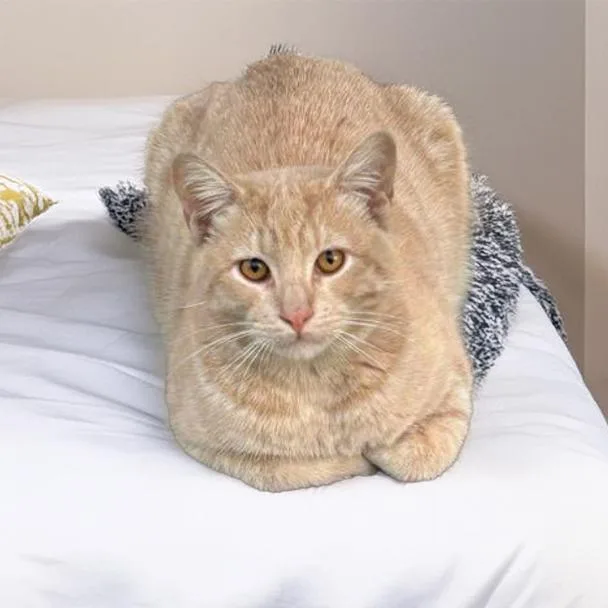 A young medium-sized male Buff / Tan / Fawn Domestic Short Hair cat named Oliver for adoption in Long Beach, CA