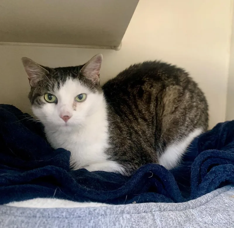 A senior medium-sized male Domestic Short Hair cat named Arthur for adoption in Leadville, CO