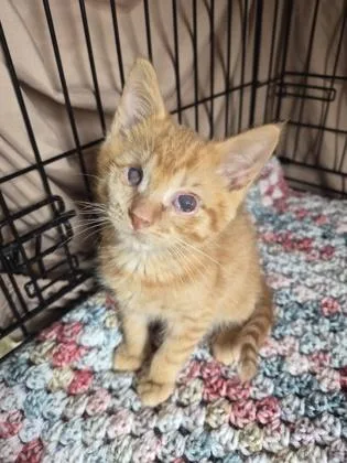 A young small-sized male Domestic Short Hair cat named Mr Hyde for adoption in Clarks Summit, PA