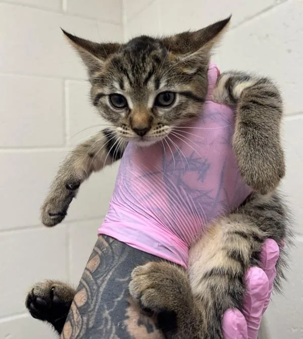 A baby small-sized female Domestic Short Hair cat named Raspberry Beret for adoption in El Cajon, CA