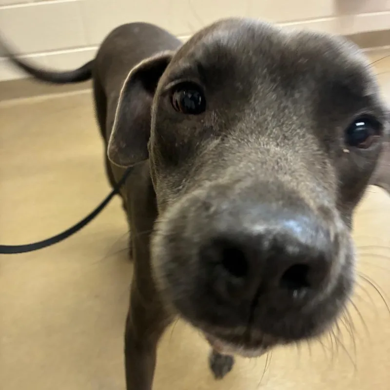 An adult medium-sized male Gray / Blue / Silver Labrador Retriever dog named Milan for adoption in San Antonio, TX