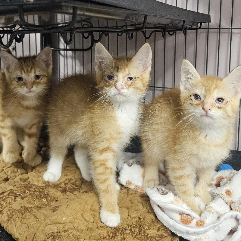 A baby small-sized female Domestic Short Hair cat named Cheddar Bay for adoption in Binghamton, NY