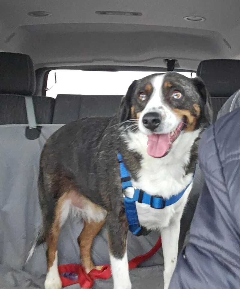 Bo Very Loving thumbnail 2