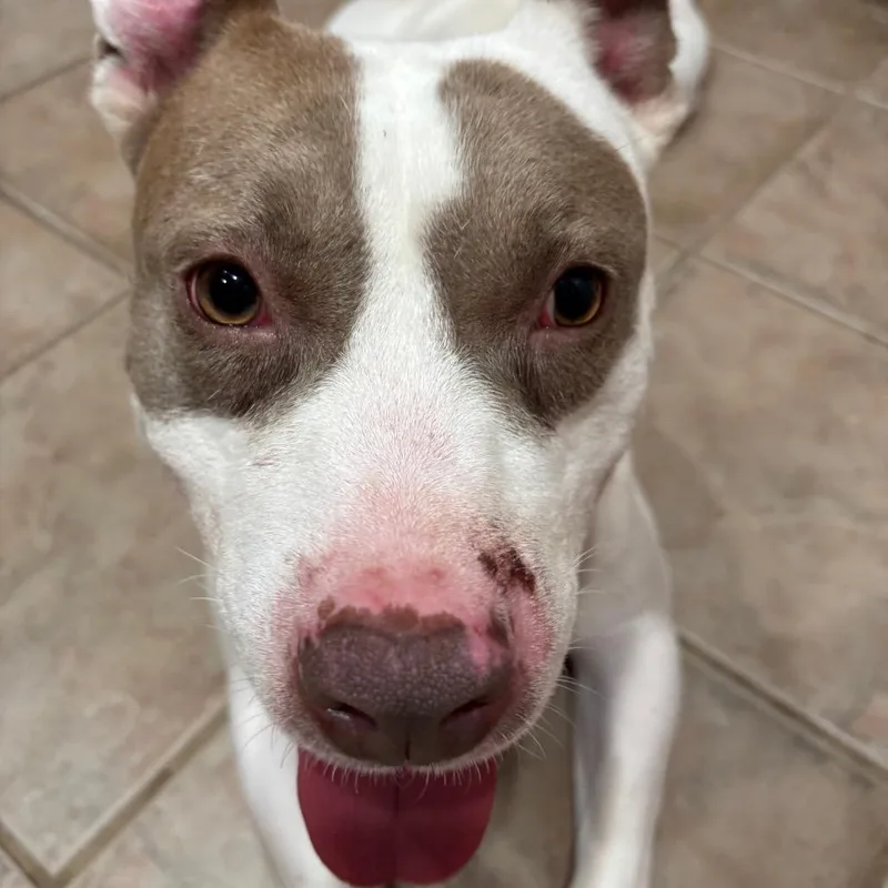 An adult medium-sized male White / Cream Pit Bull Terrier dog named Petey for adoption in Dallas, TX
