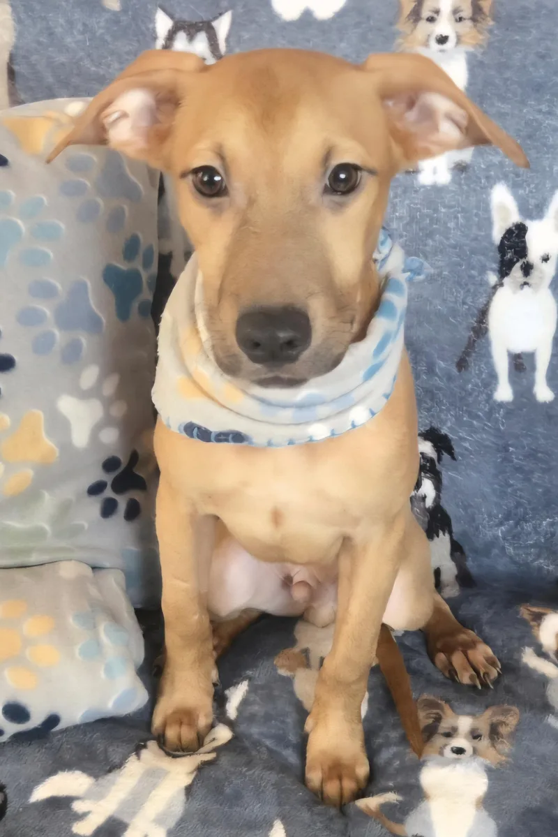 Tyson "it's Snuggle Time!" thumbnail 3