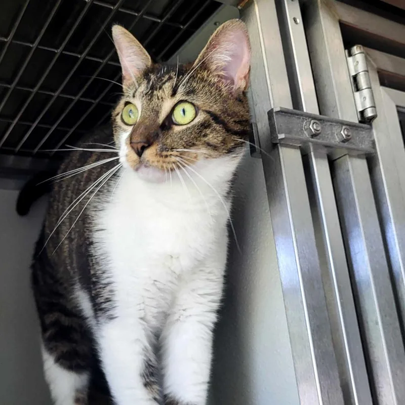 An adult medium-sized male Gray / Blue / Silver Domestic Short Hair cat named Pheloneigh for adoption in Chattanooga, TN