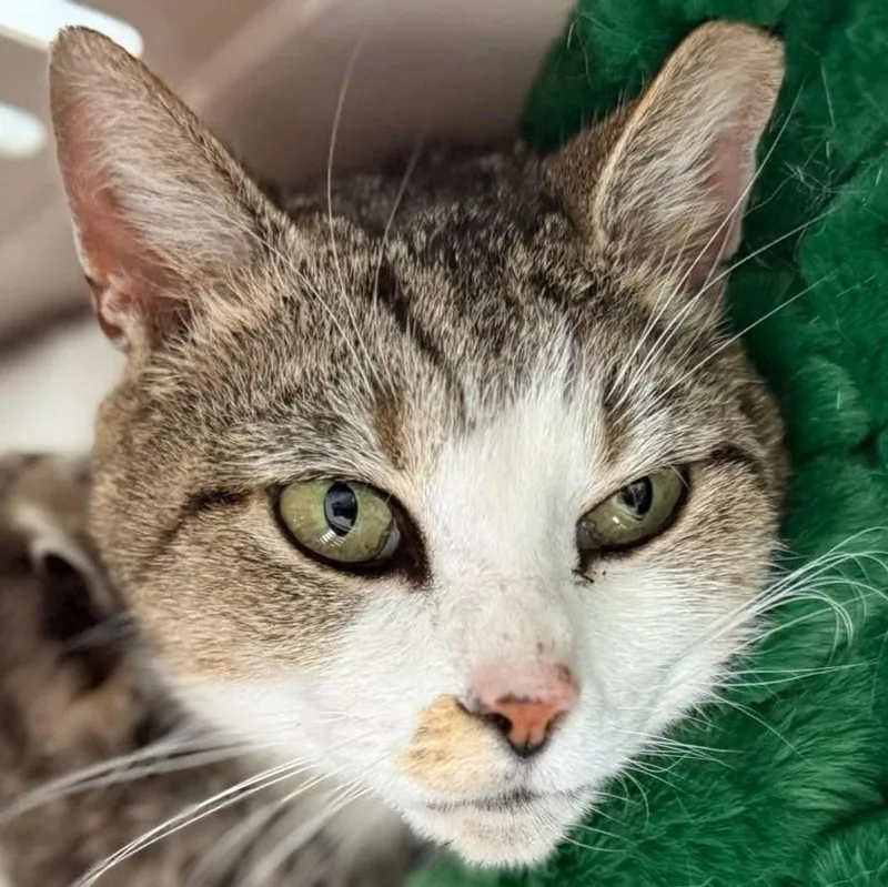An adult medium-sized female Tabby (Brown / Chocolate) Domestic Short Hair cat named Canasta for adoption in Manassas, VA