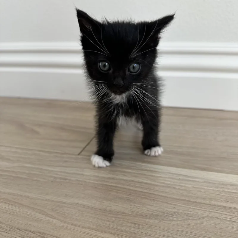 Sullivan thumbnail 2