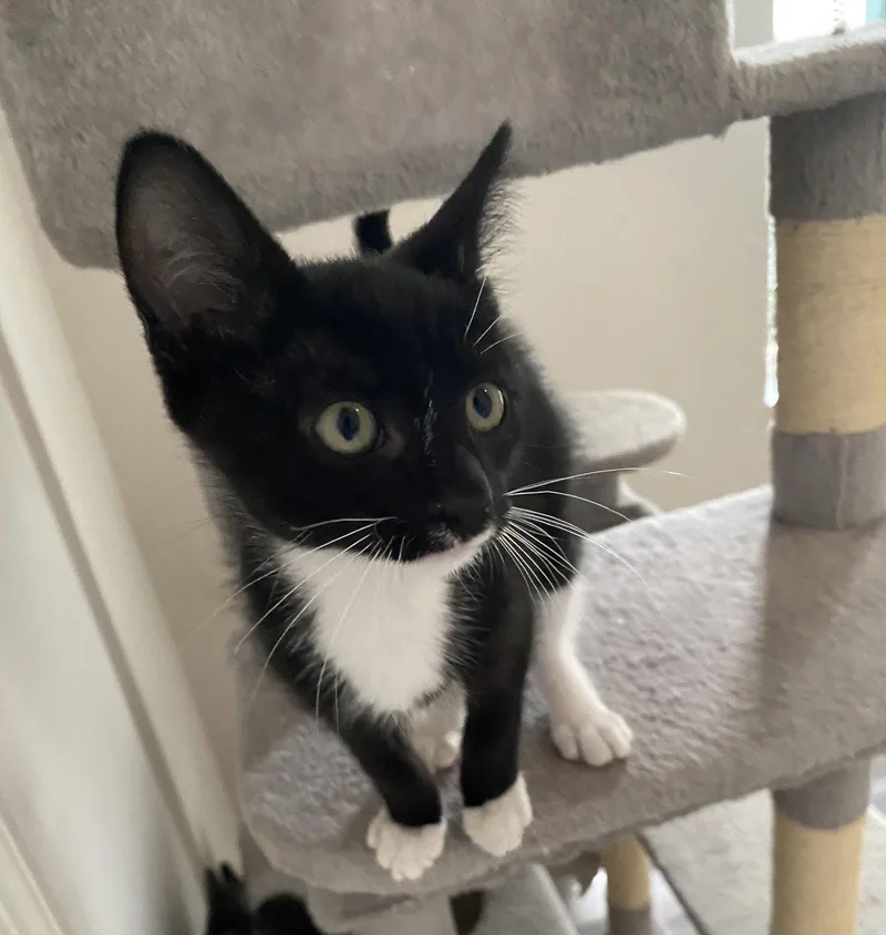 A baby medium-sized female Black & White / Tuxedo Domestic Short Hair cat named Mashed Potato for adoption in Oviedo, FL