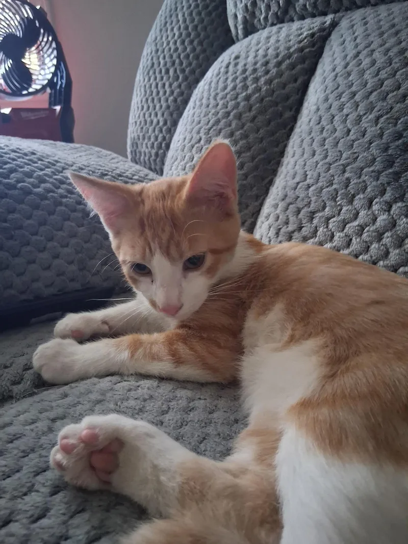 A baby large-sized male Domestic Short Hair cat named Walter for adoption in Pocatello, ID
