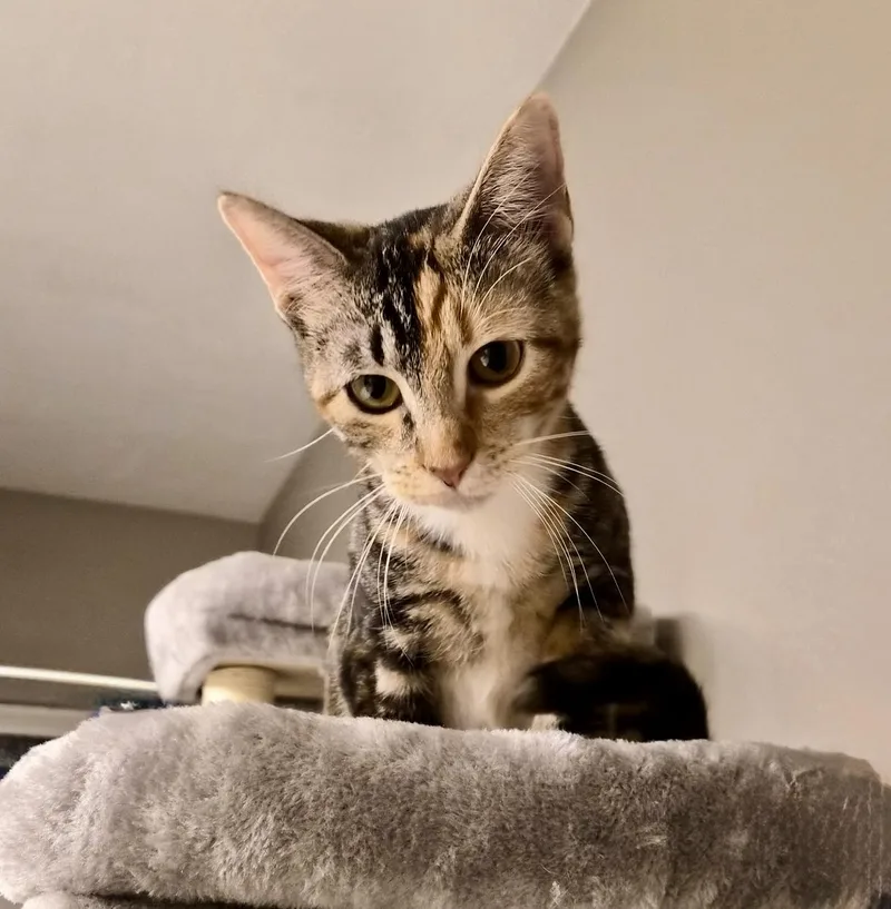 A baby medium-sized female Siamese cat named Pebbles & Bam Bam for adoption in Houston, TX