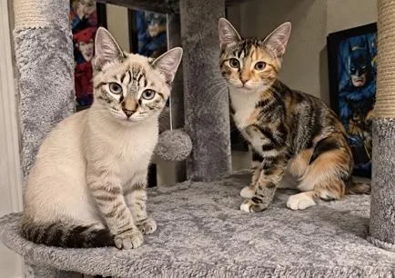 Pebbles & Bam Bam thumbnail 5