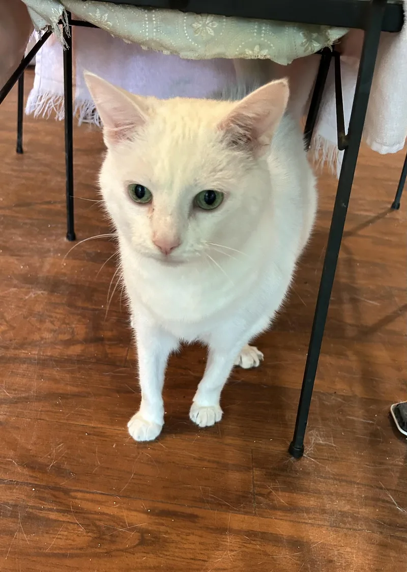 A senior medium-sized female White American Shorthair cat named Piper for adoption in Livonia, MI
