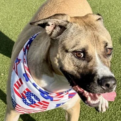 An adult large-sized male Mixed Breed dog named Jamie for adoption in Largo, FL