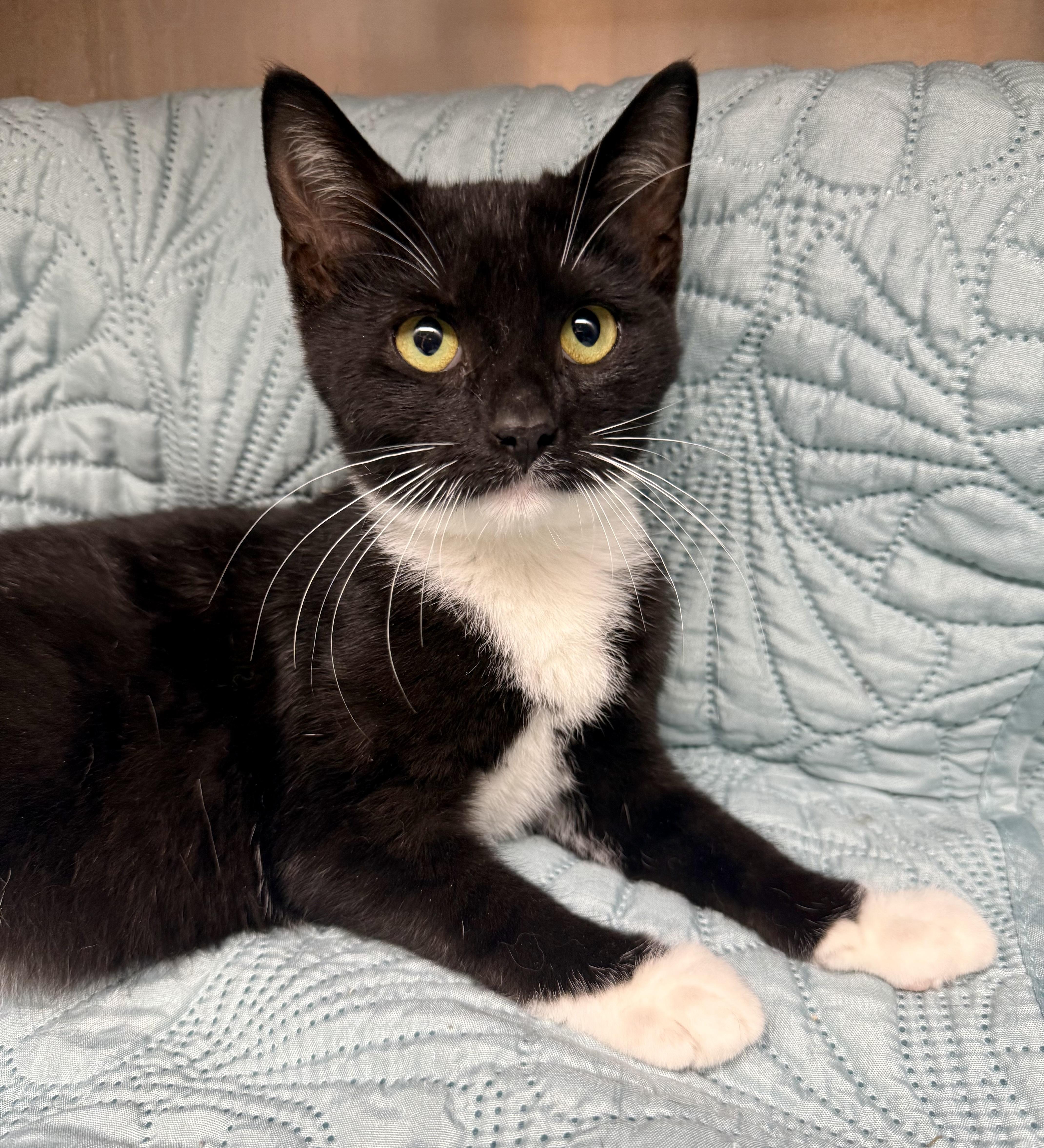 A baby medium-sized female Domestic Short Hair cat named Melody for adoption in Frewsburg, NY