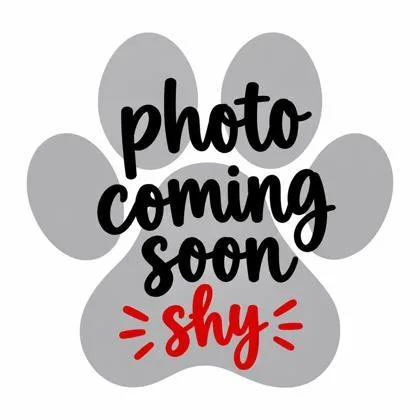 An adult large-sized male Domestic Short Hair cat named Norman for adoption in Bowling Green, KY