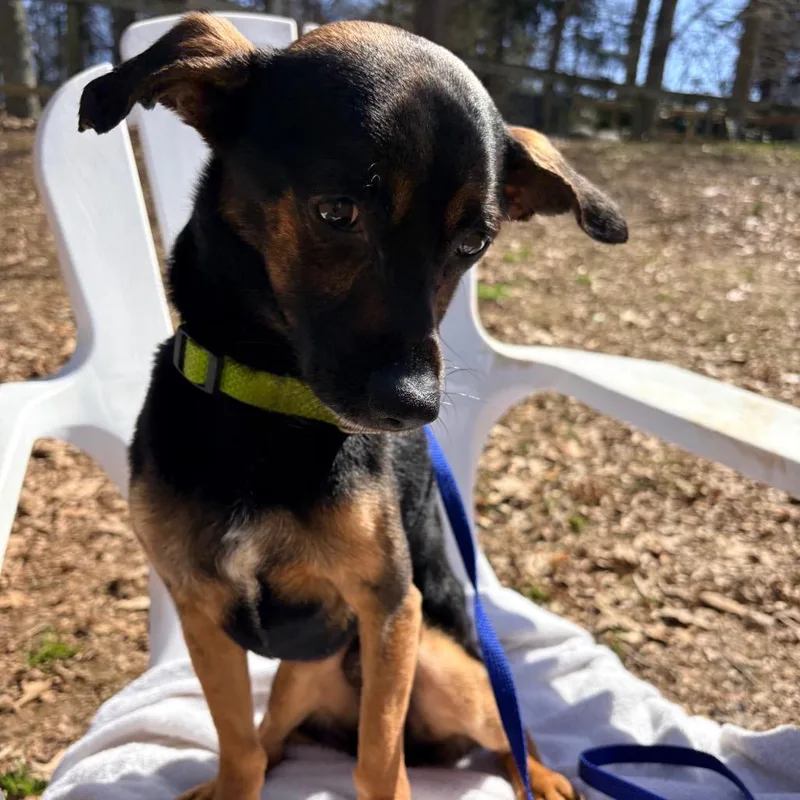 Mr Mister thumbnail 5