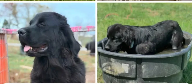 An adult extra large-sized female Newfoundland Dog dog named Delilah for adoption in Croydon, NH