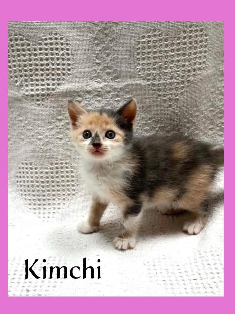 A baby medium-sized female Domestic Short Hair cat named Kimchi for adoption in Hoover , AL