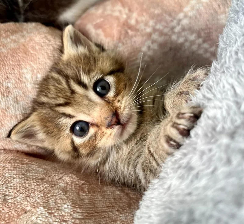 A baby small-sized female Domestic Short Hair cat named Azalea for adoption in Clinton, SC