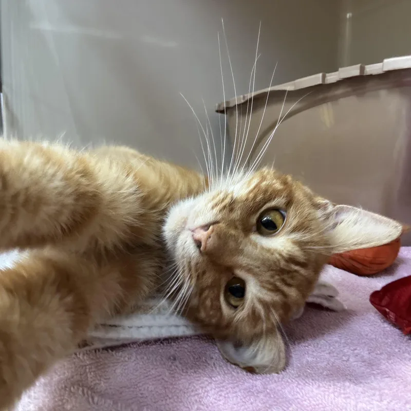 An adult medium-sized male Tabby (Orange / Red) Domestic Short Hair cat named Dawson for adoption in Tomah, WI