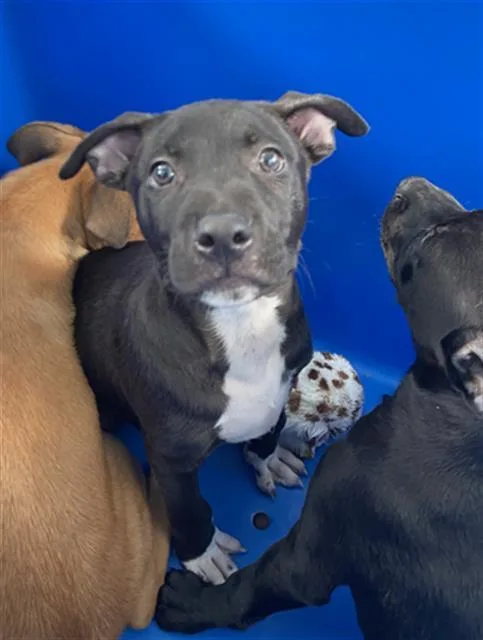 A baby large-sized male Mixed Breed dog named Phil for adoption in Dallas, TX