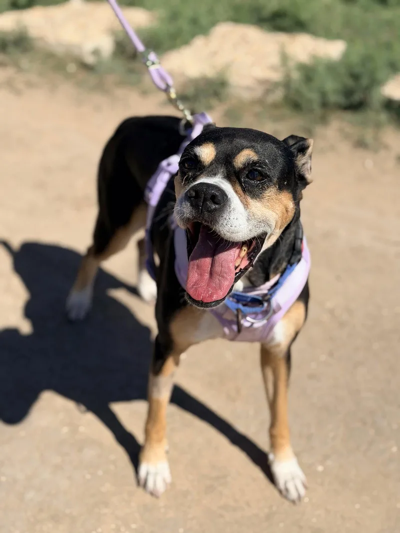 An adult medium-sized female English Bulldog dog named Trixie for adoption in Pipe Creek, TX