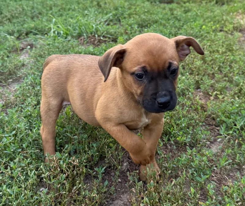 A baby medium-sized female Red / Chestnut / Orange Boxer dog named Sadie for adoption in North Freedom, WI