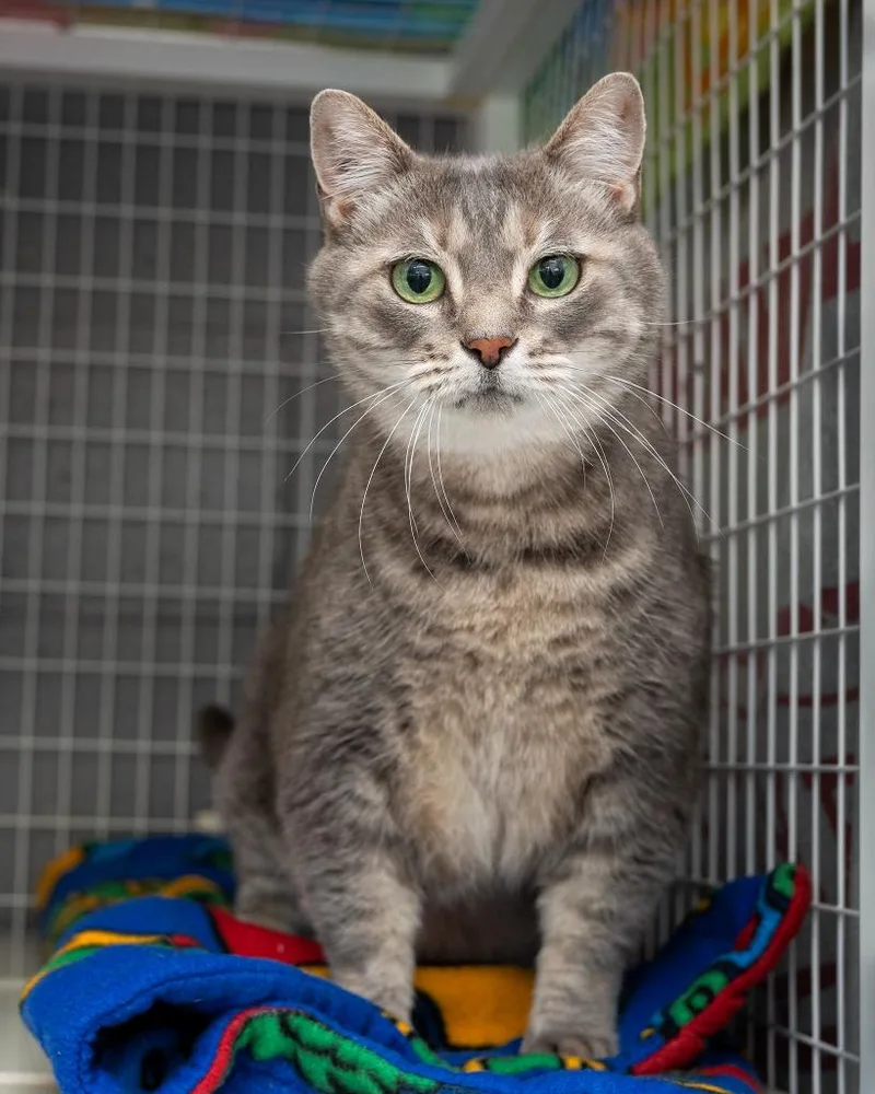 An adult small-sized female Domestic Short Hair cat named Marsha for adoption in Boone, IA