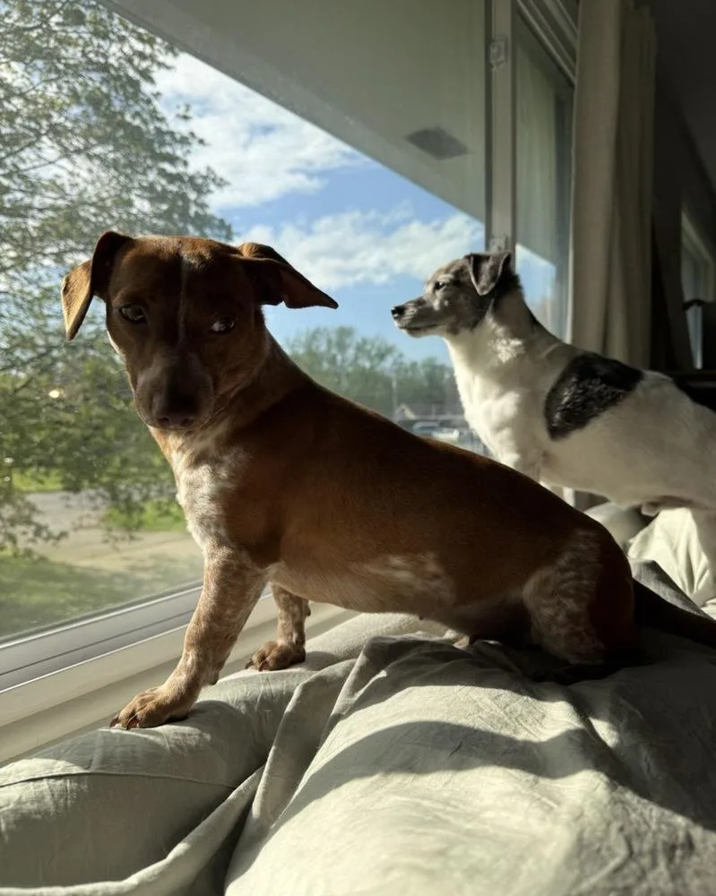 An adult small-sized female Dachshund dog named Vienna for adoption in South Bend, IN