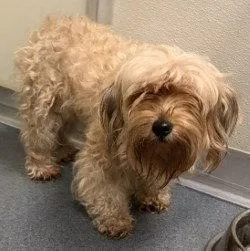 An adult small-sized female Yorkshire Terrier dog named PR  Nubs for adoption in Glen Allen, VA