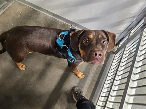 A young medium-sized female Pit Bull Terrier dog named Sadie for adoption in Panama City, FL